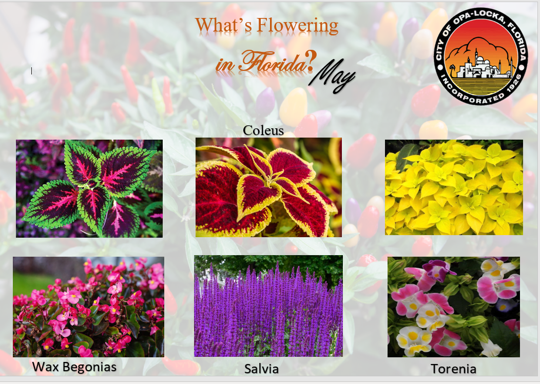 Whats Flowering May
